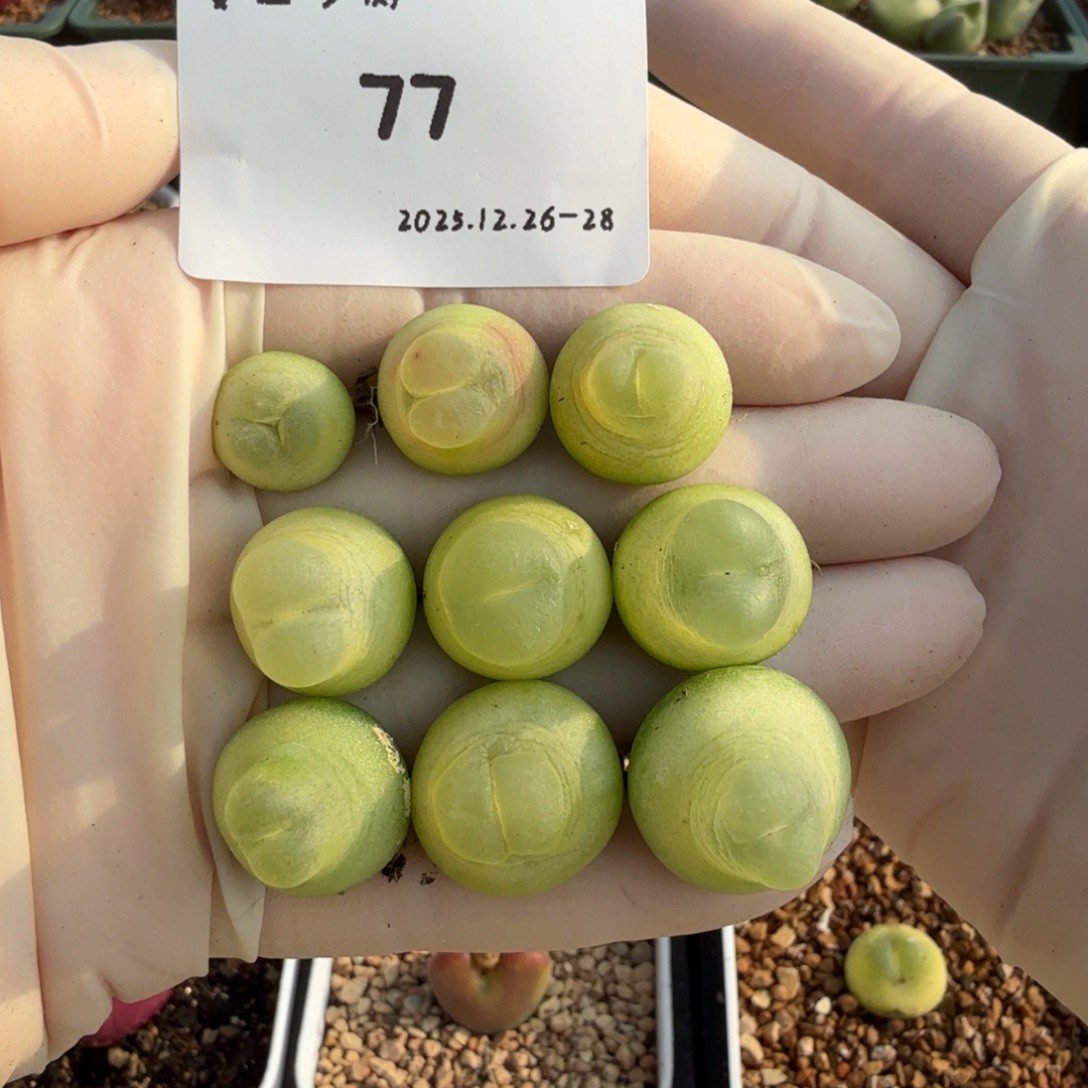 我***名多肉多肉多肉12-077