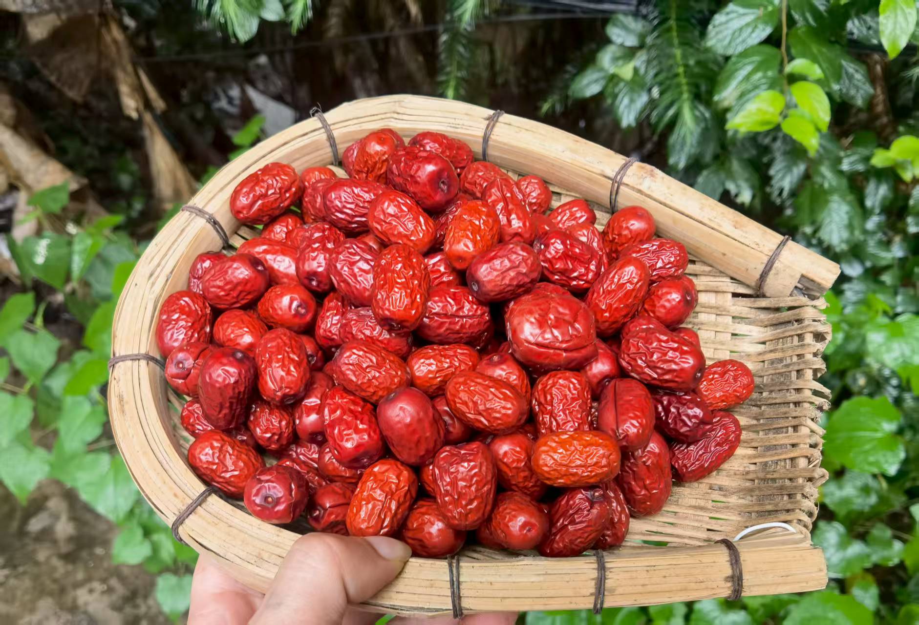 1【高-原-红-枣】净含量：500g【阿徐现收·】