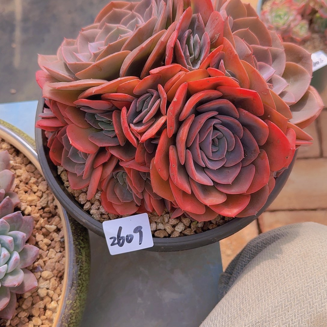 2609尘埃玫瑰多肉植物