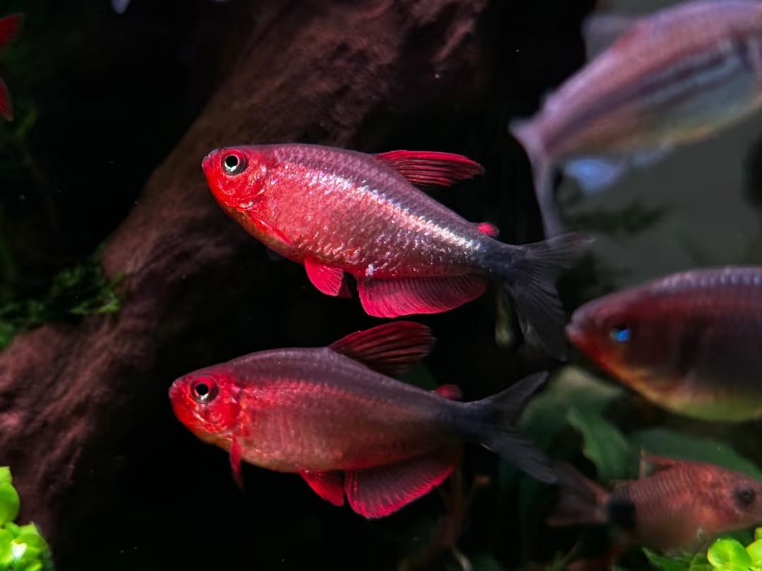 恶魔凯蒂灯鱼观赏鱼活体小型热带鱼热带观赏鱼