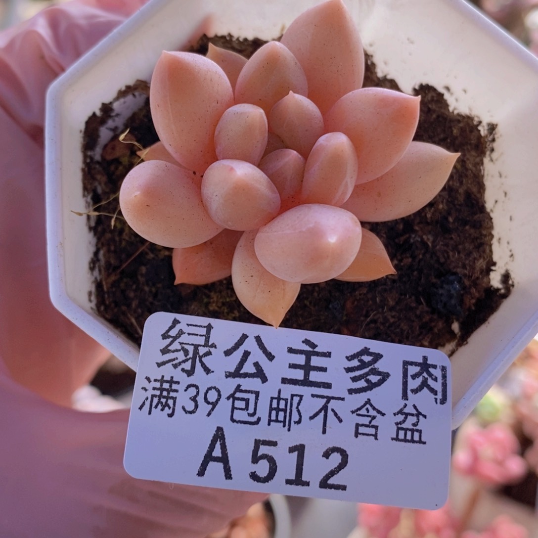 所罗门单头512多肉植物