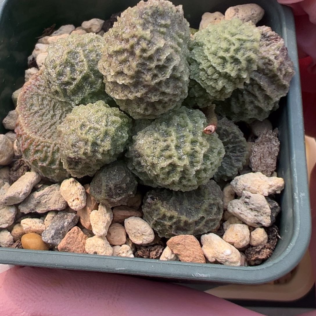 781胖嘟嘟网格纹实生一颗