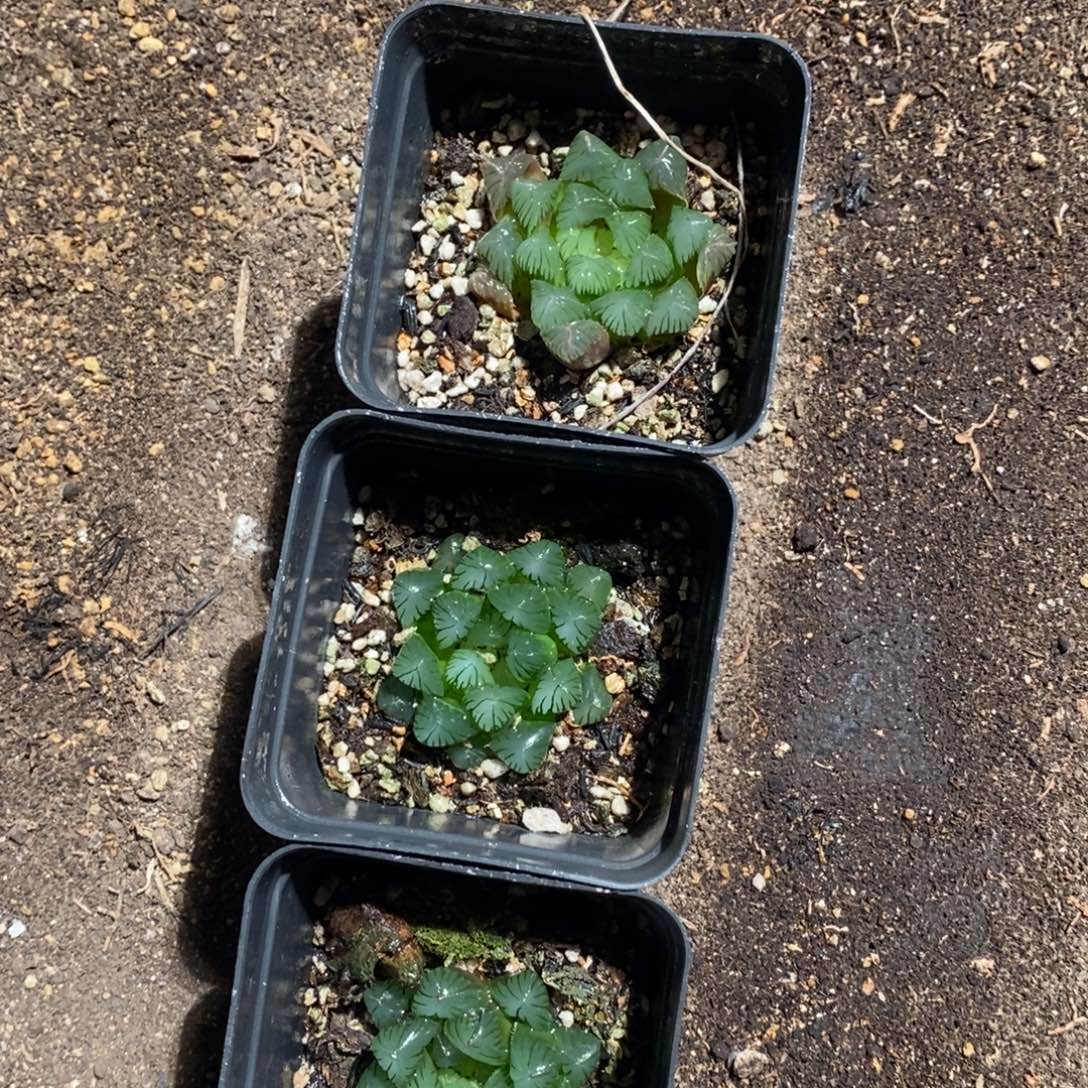 134 一颗实生灯系雨露  整点福利