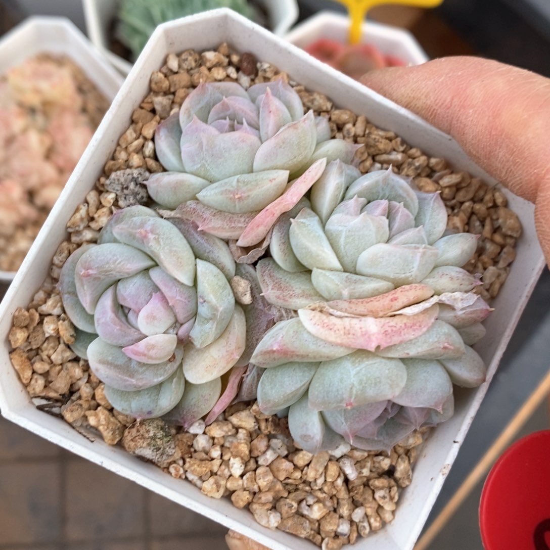 精品多肉一物一拍不包整69