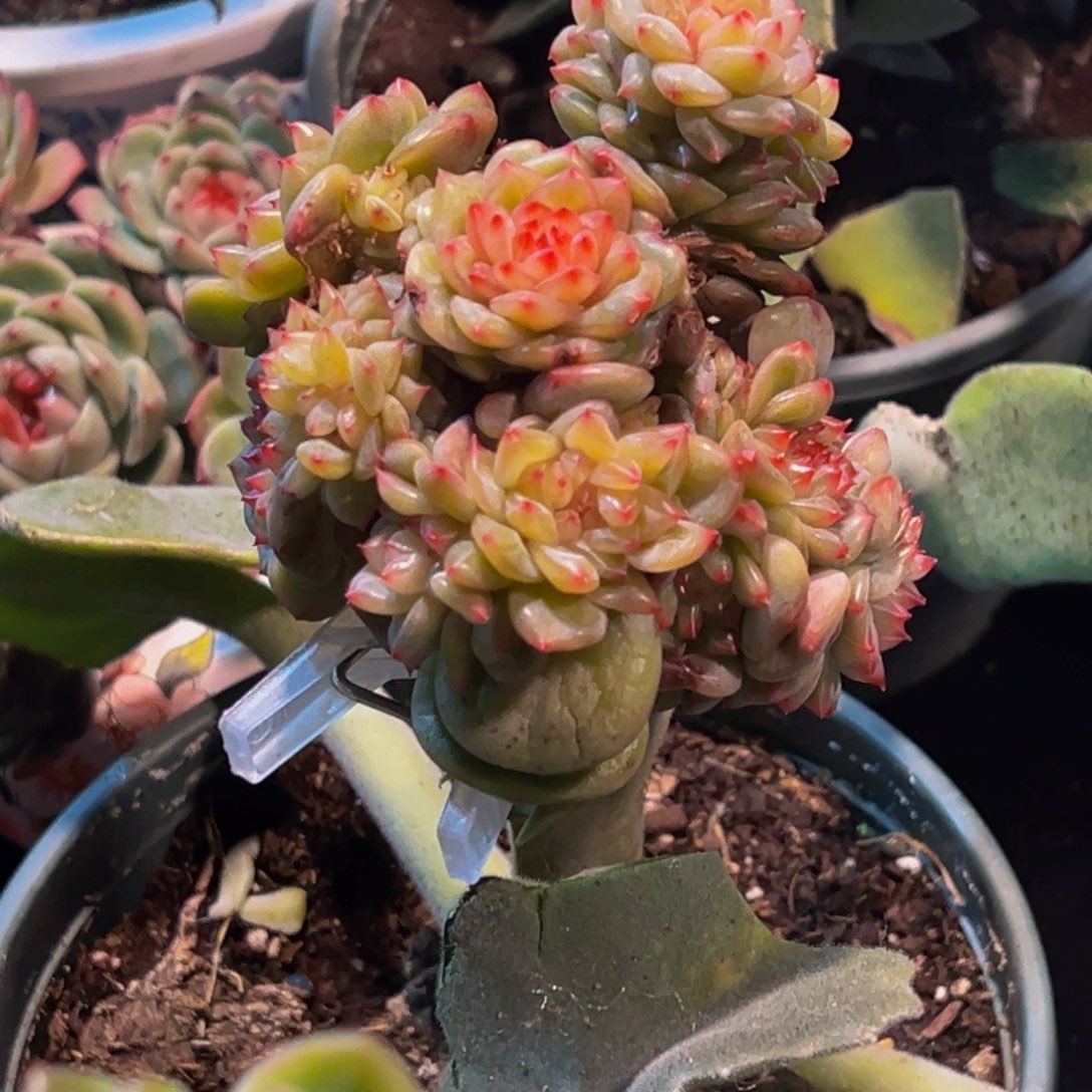 小***儿珍妮天天开心天天开心