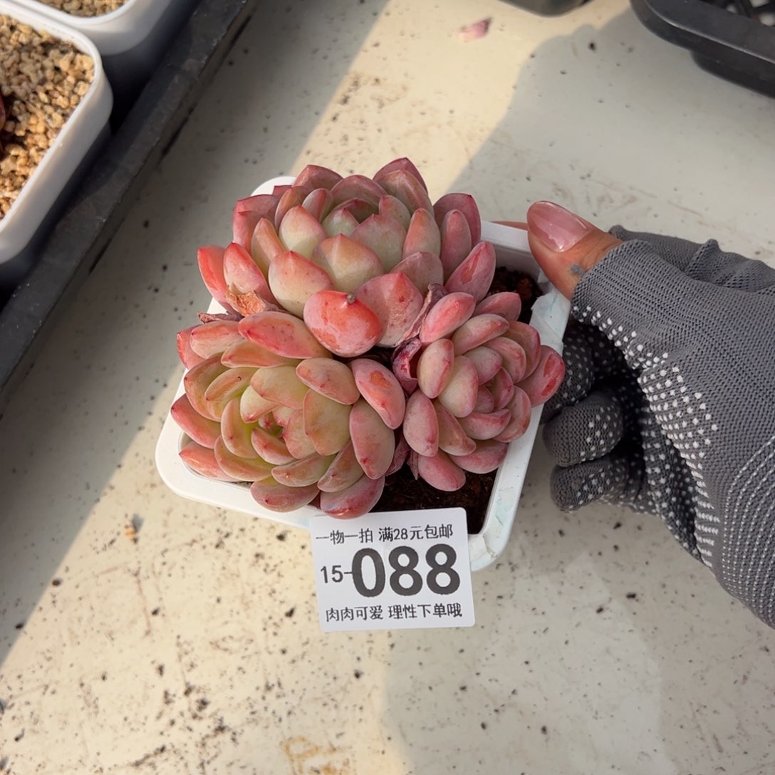 全明星多肉多肉多肉多肉