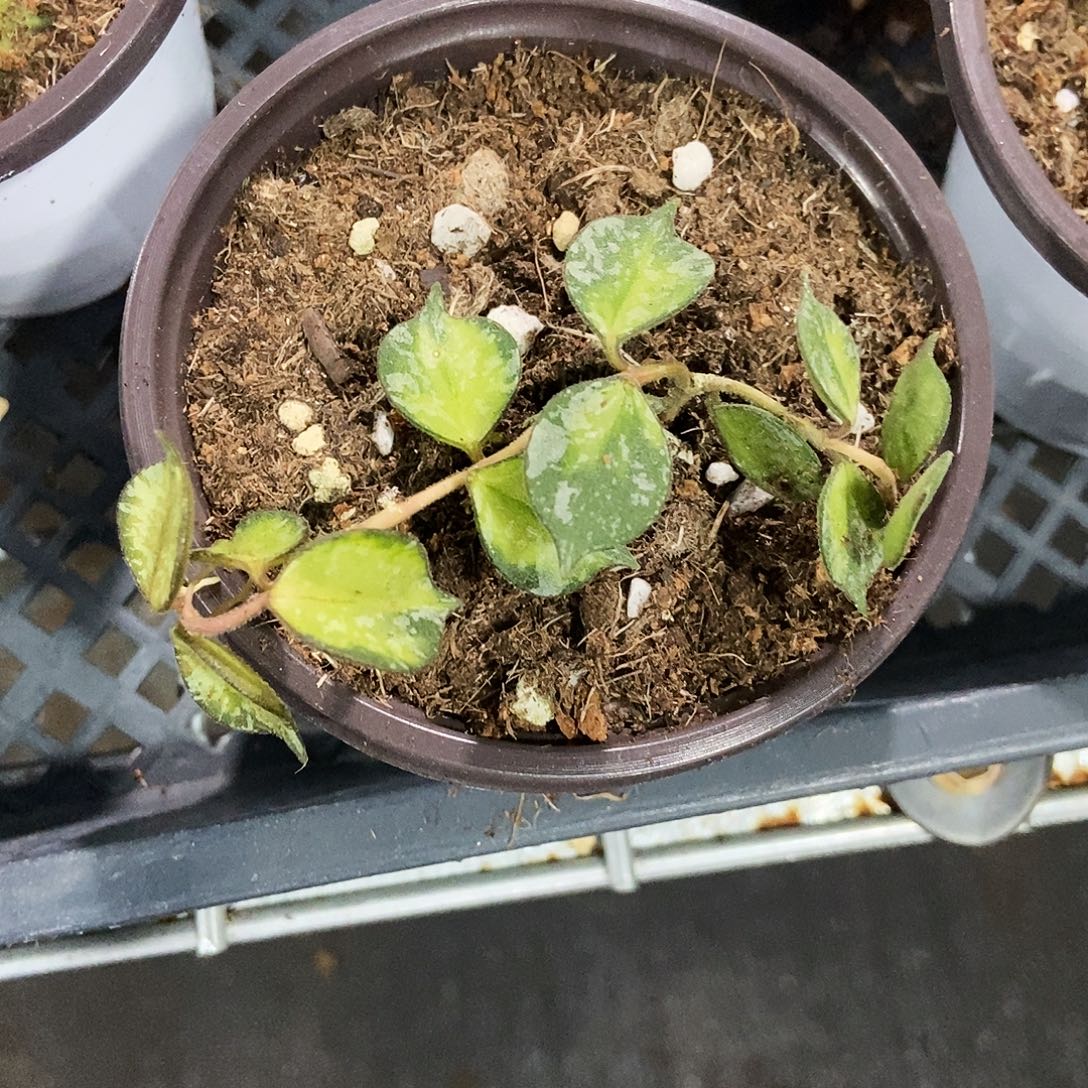 完全开放小章鱼内锦39