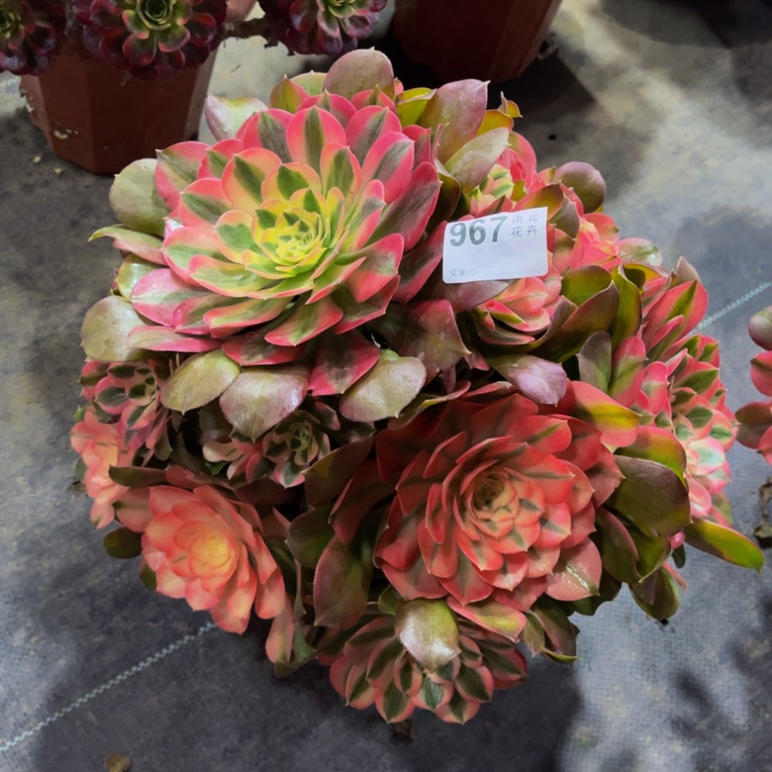 多肉香妃00000967