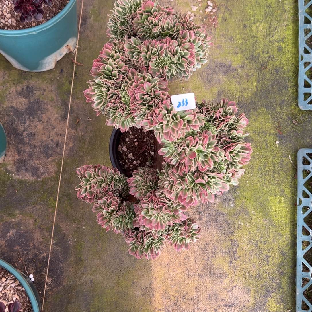 丽***233白凤缀多肉多肉多头