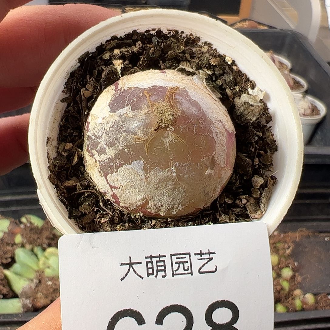 一物一拍。        628