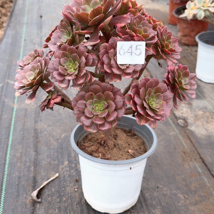 烟花法师不包损645