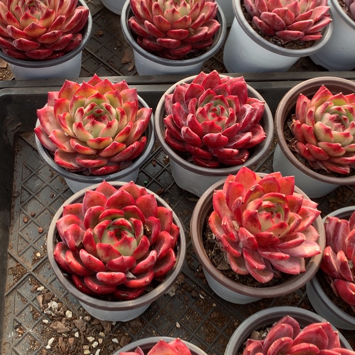 面***光夜魔侠定向多肉植物