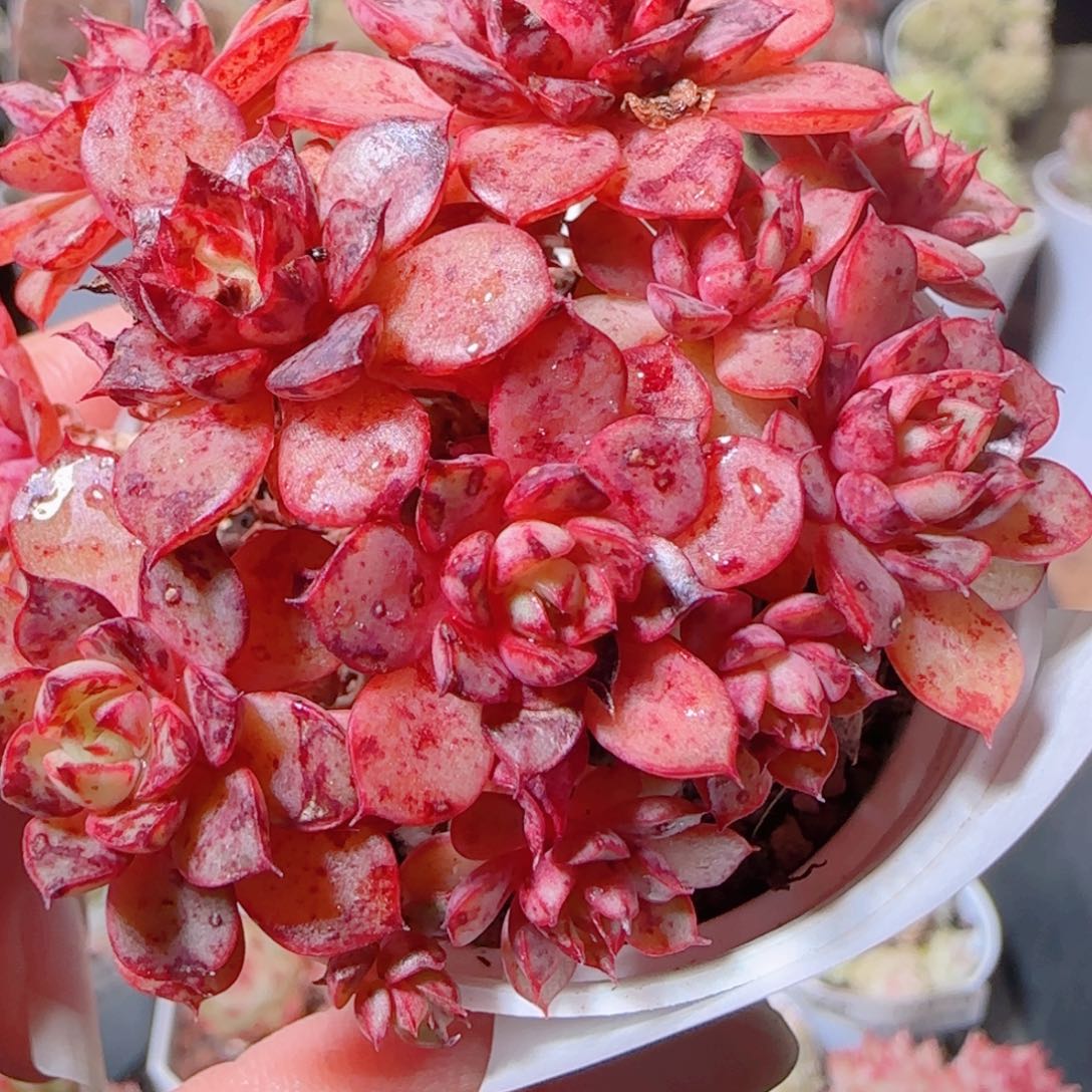 花语多肉1203-86甜茶