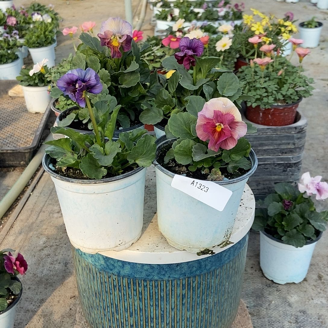 大部分花苞少量开放1323