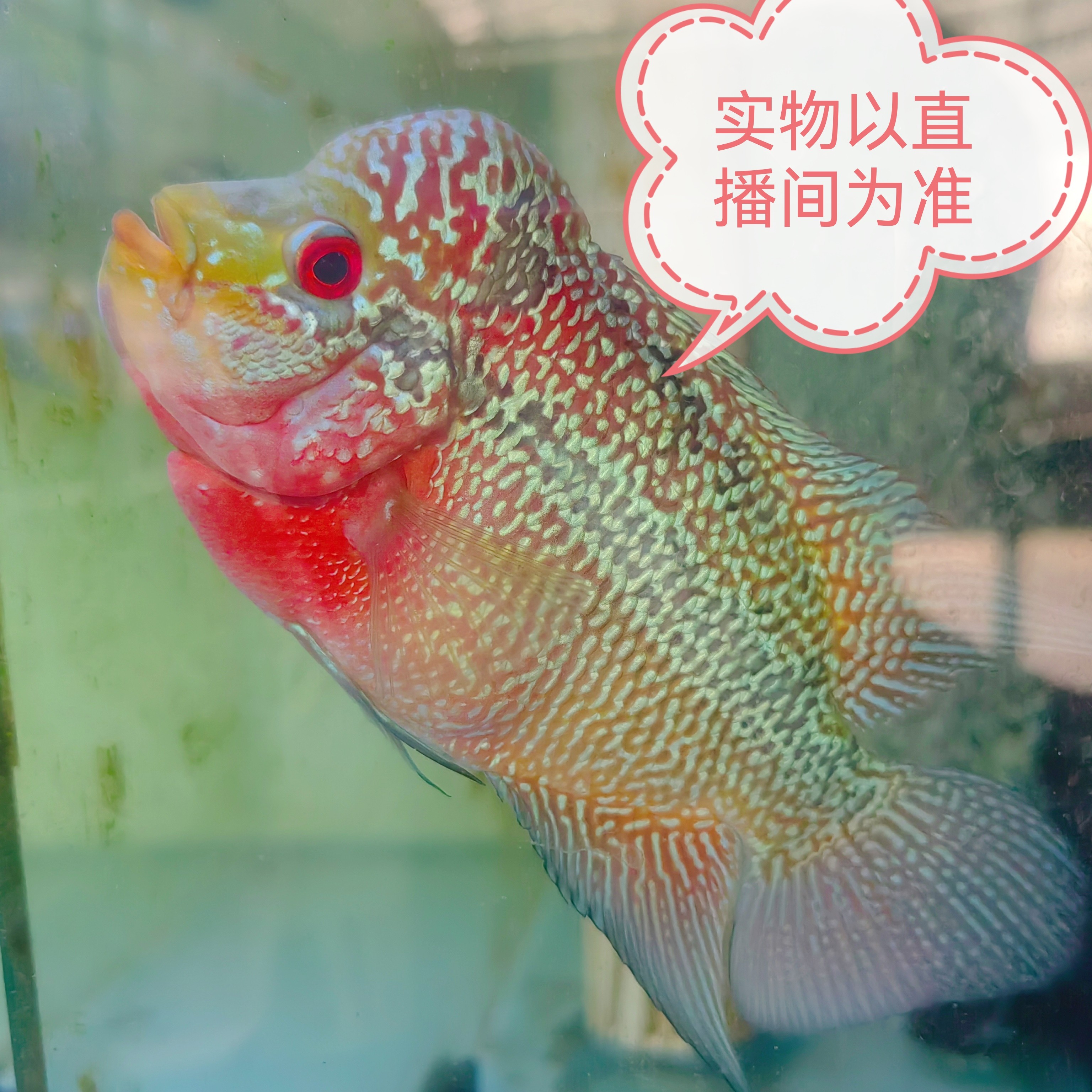 淡水热带罗汉鱼39   包路损 以开箱视频为准为准～