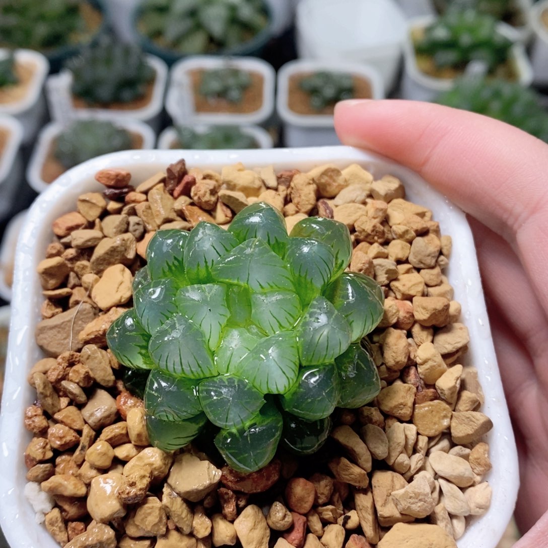 姬玉露多肉植物多肉植物