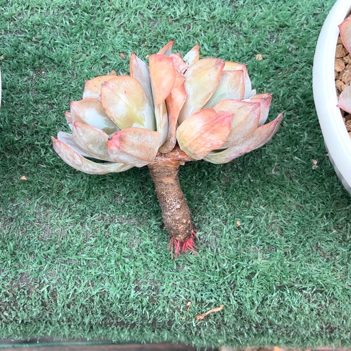 奶茶12号码牌子的话题了