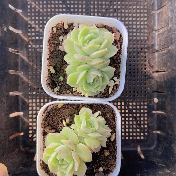 花时光精品多肉225