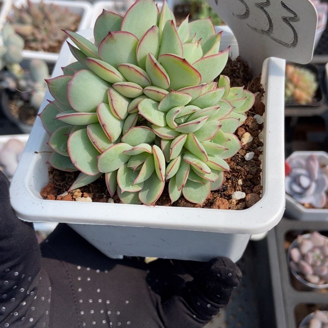 1333牡丹亭多肉植物保护