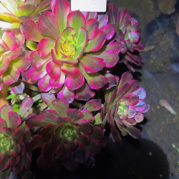 林**虎黑金刚捧花福利56