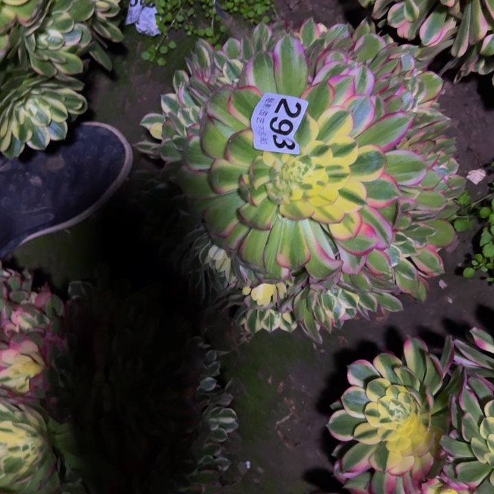 海王花27+18包邮花花