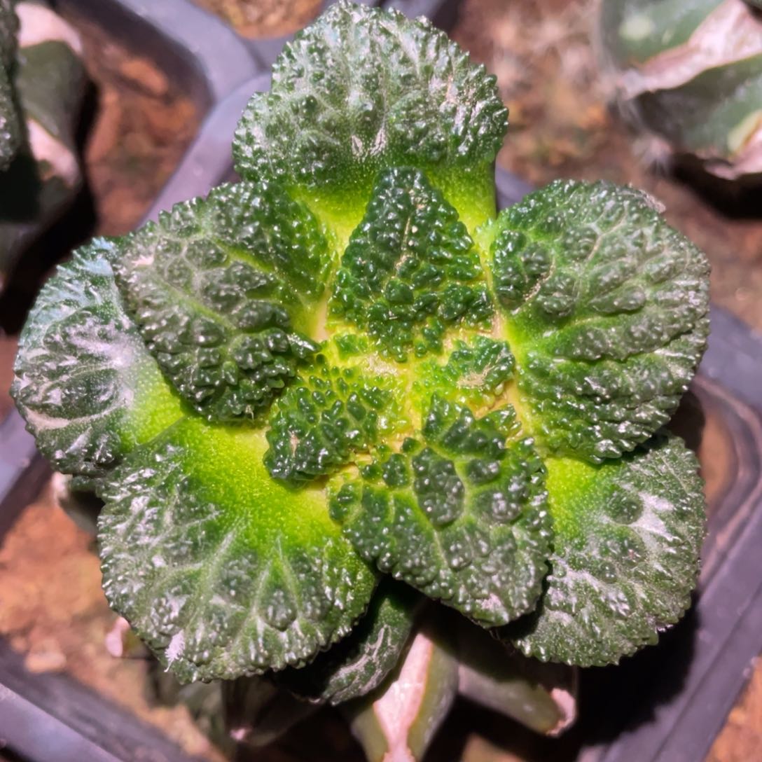 精选大型无毛哥斯拉牡丹 仙人球