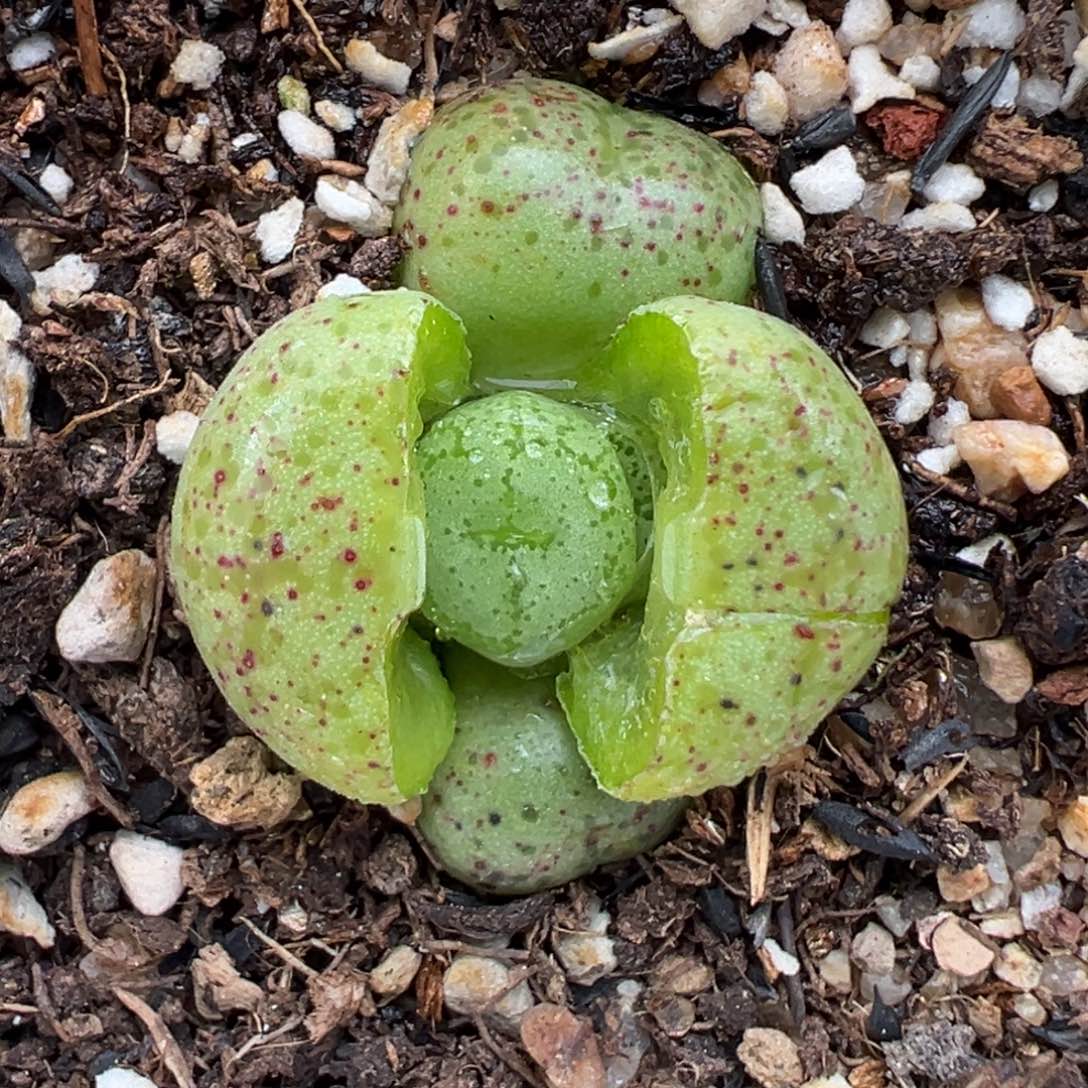 2.15好看的多肉690