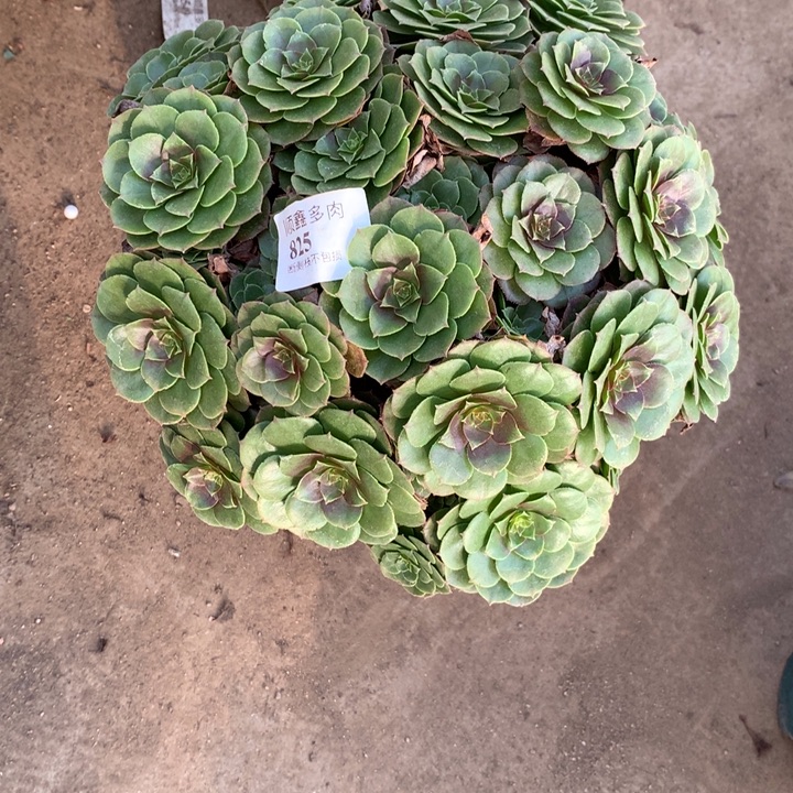 825万圣节多肉植物