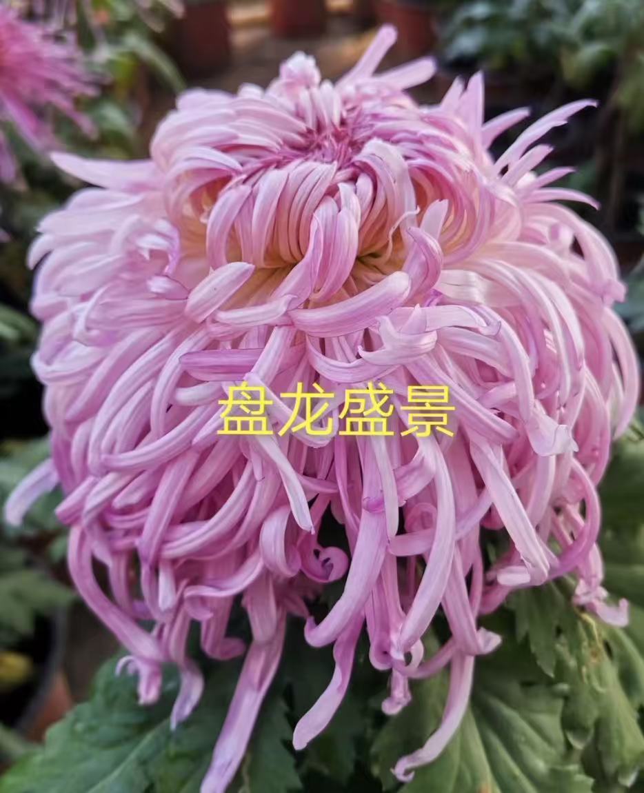 【盘龙盛景】九月菊盆栽室内室外易养护
