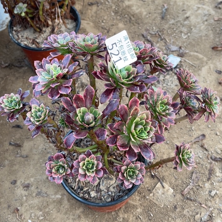 开***心521朝霞绣球1号棚