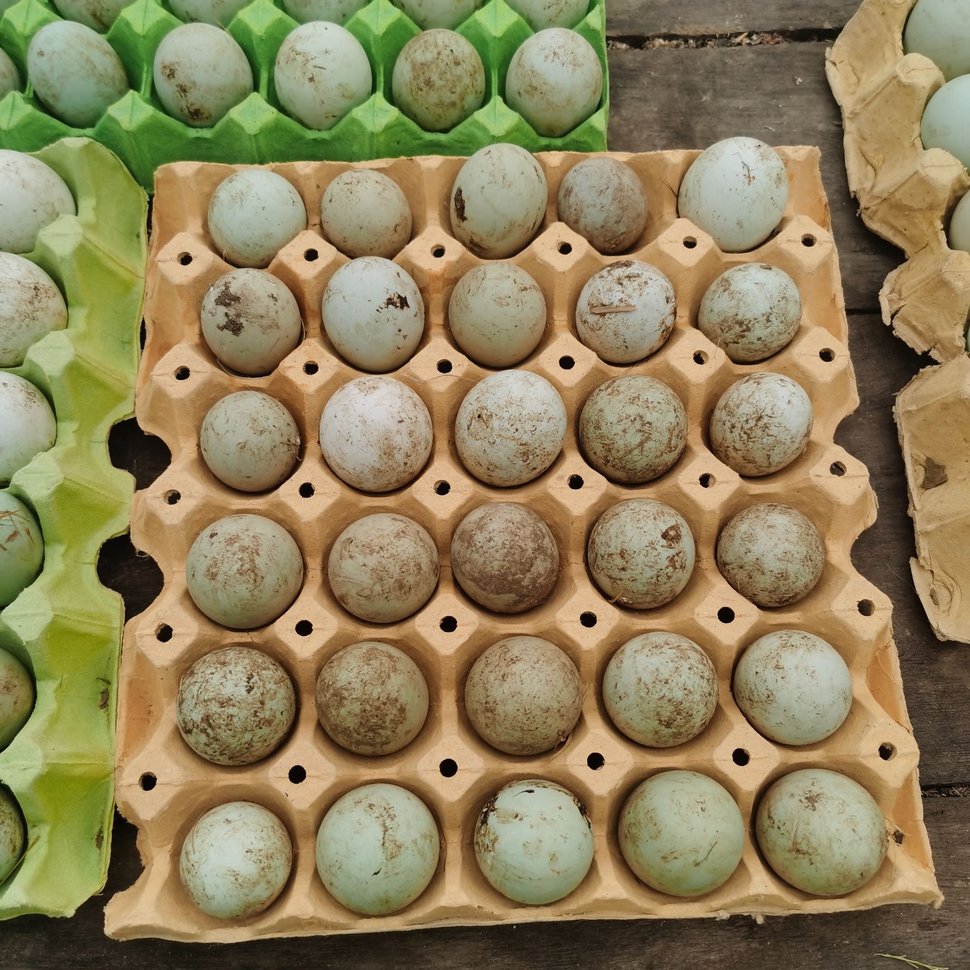 林间散养绿壳鸡蛋有点儿脏但很新鲜，不惜勿拍