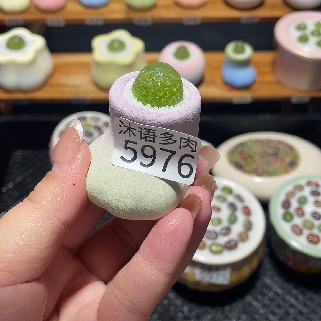 ****莓带盆土植物 一物一拍5976