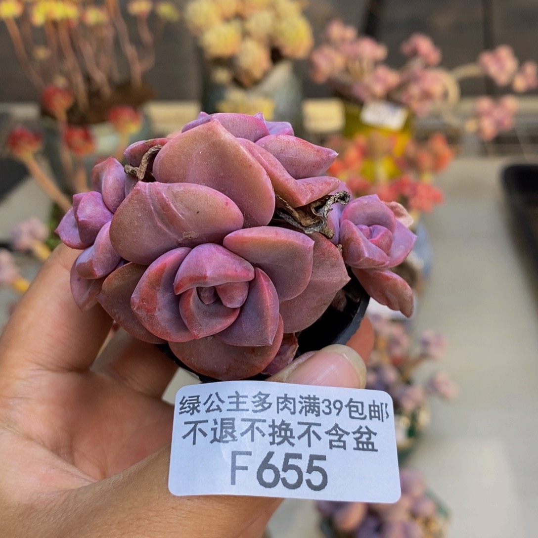 655彩虹糖多肉4c m
