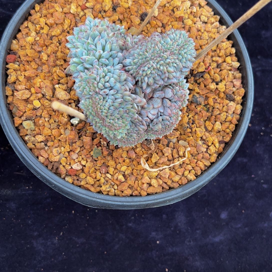 天天开心星星橙缀