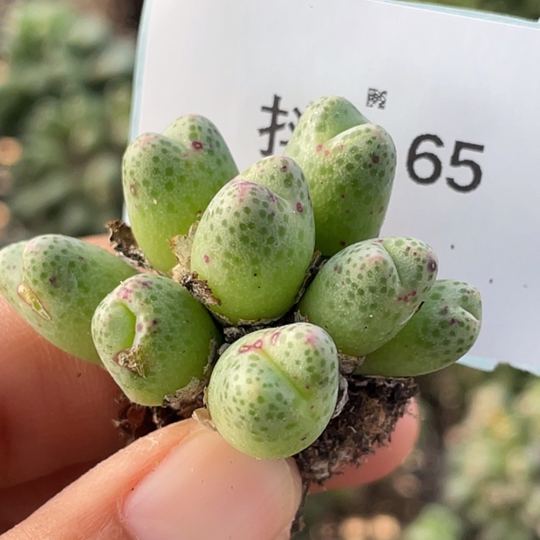 4-65草莓斑马肉锥