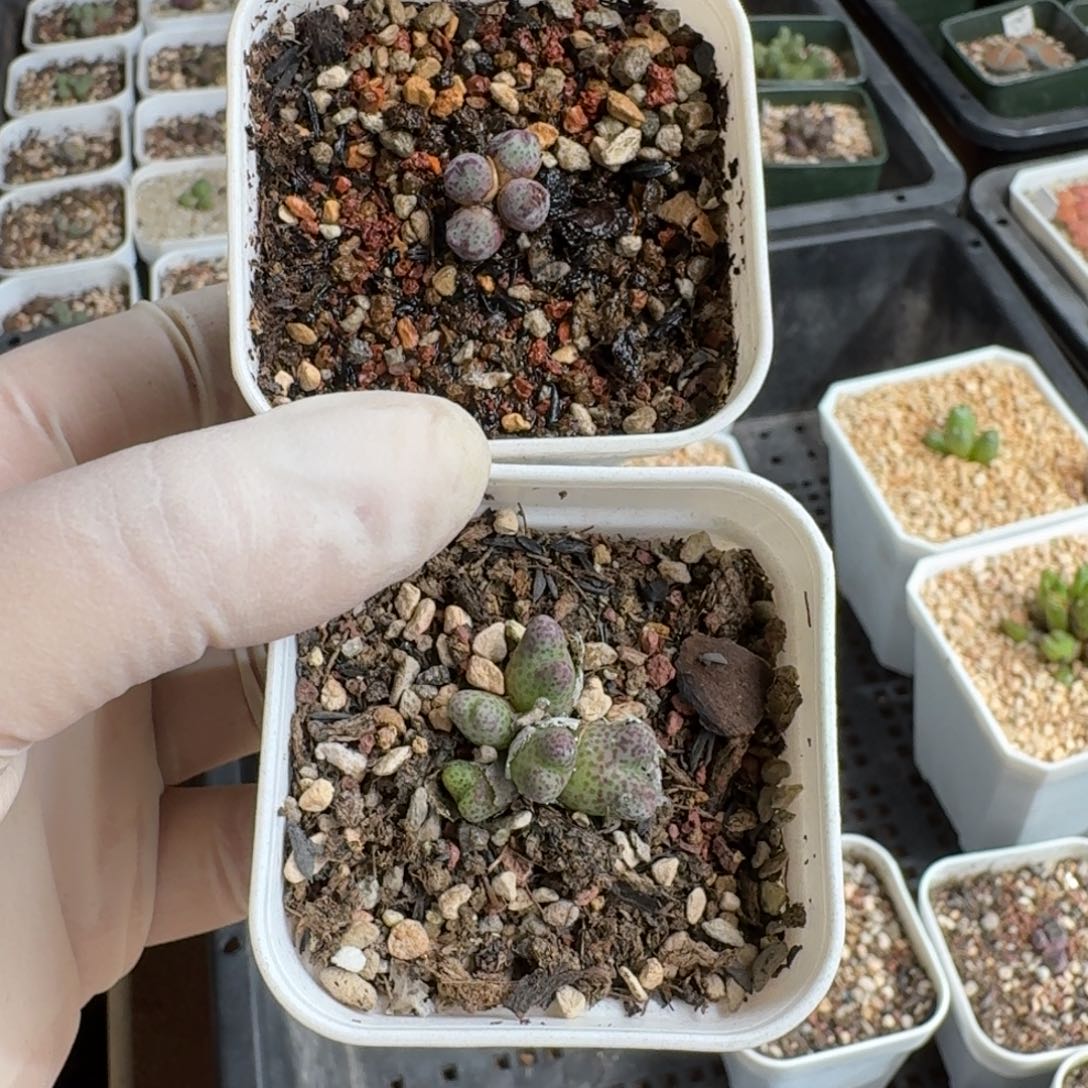 胭***脂1205-027肉锥肉锥肉锥