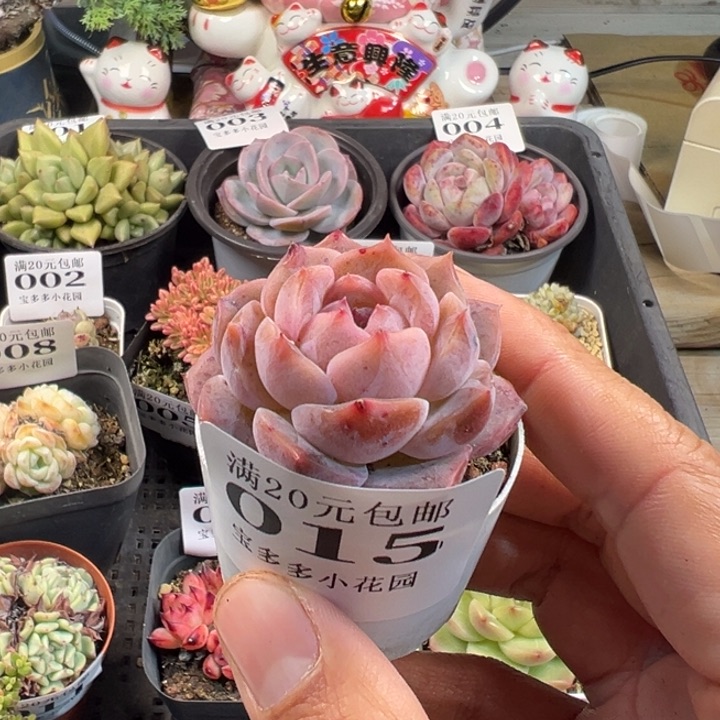 冰魄一物一拍多肉满20包邮明天发货