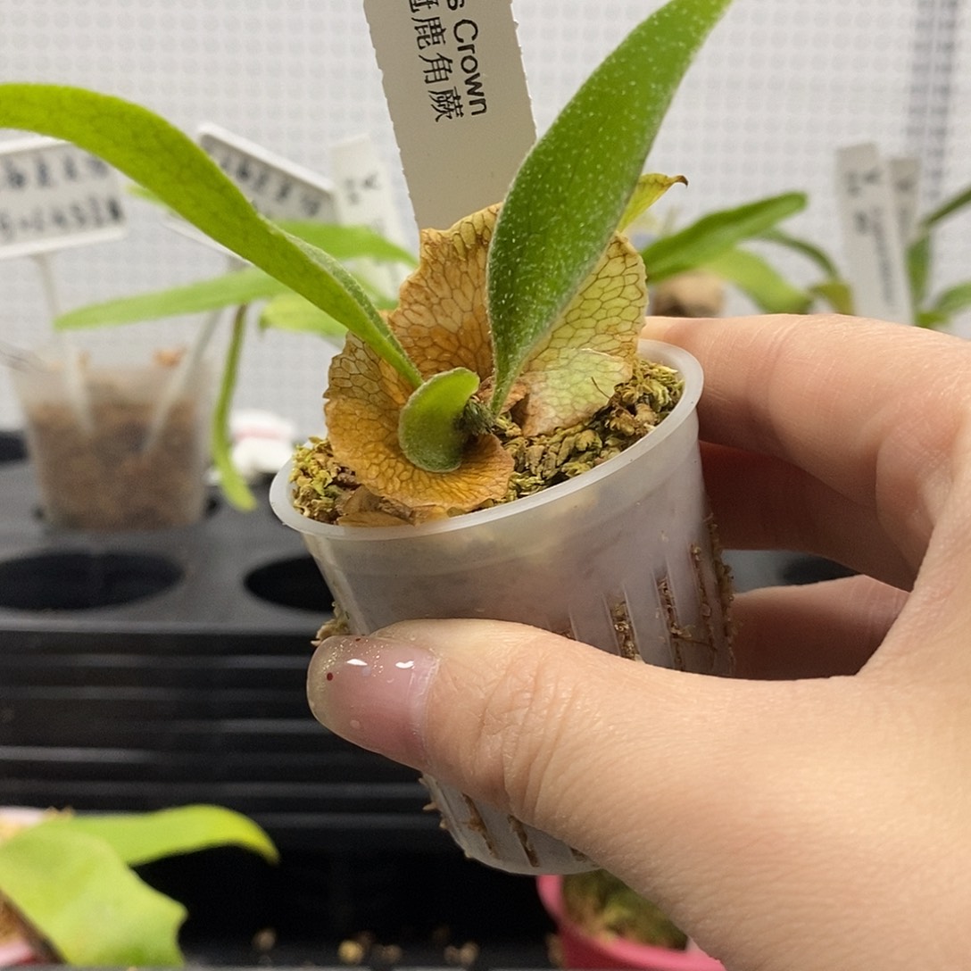 无花朵公主皇冠鹿角蕨