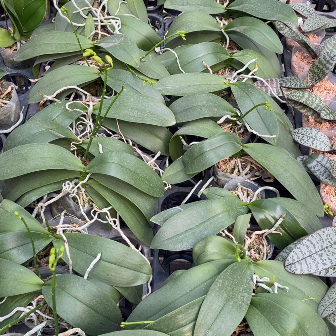 当前无花栽培后可以开花7317发顺丰2棵2.8爆根苗