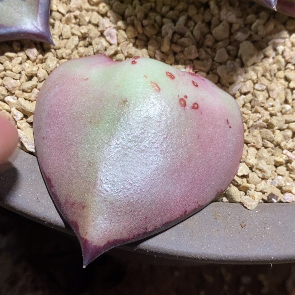 【闪购商品】球**然202-06