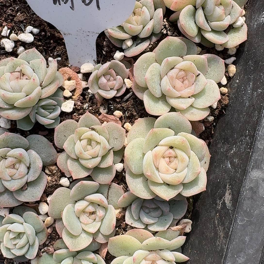 如图谪仙叶插苗随机5个头一份