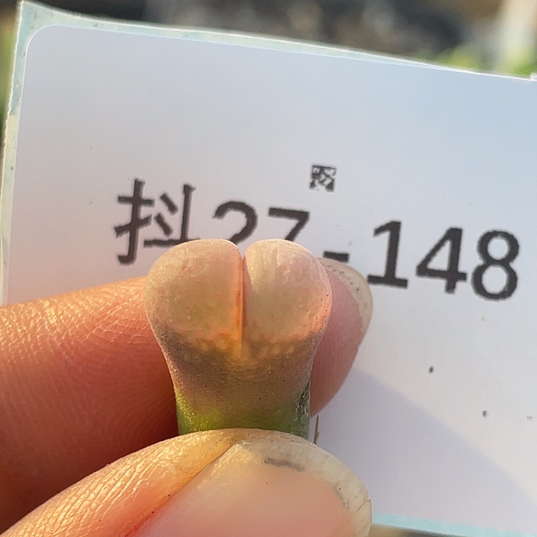 27-148小风铃多肉植物