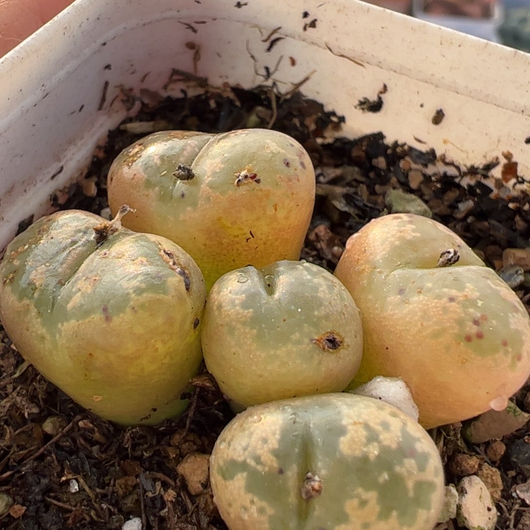 多肉植物百科987