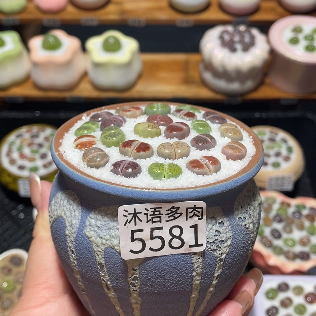 带盆土植物 一物一拍5581