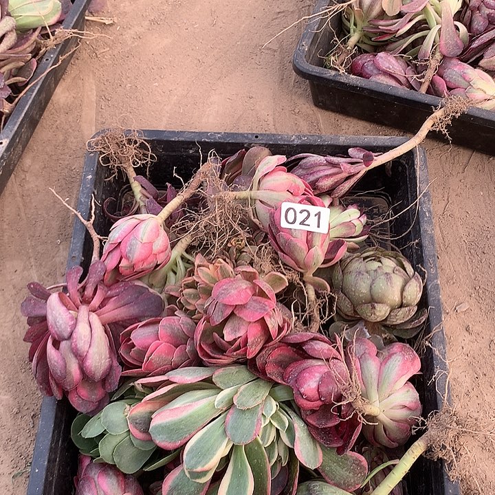 021小苗30了多肉植物晚