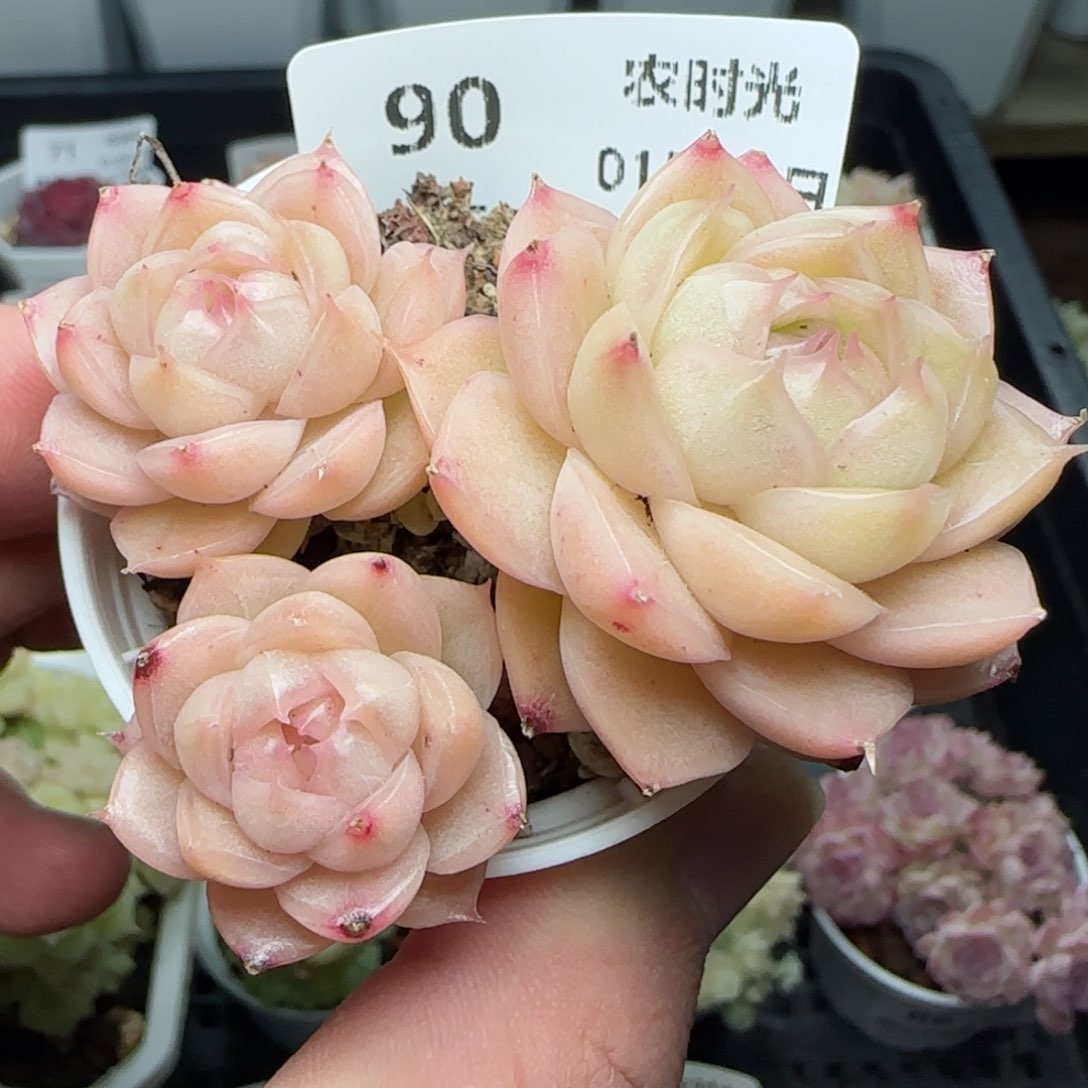 0129-90包子麦秆