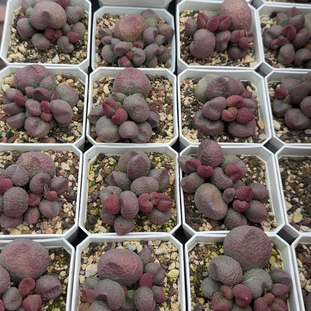 水蜜桃量拍链接多肉