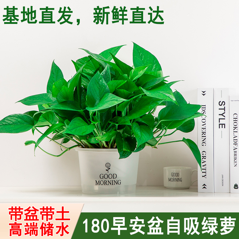 【早安盆】新房家用绿萝盆栽室内吸除甲醛花卉绿植净化空气长藤绿箩