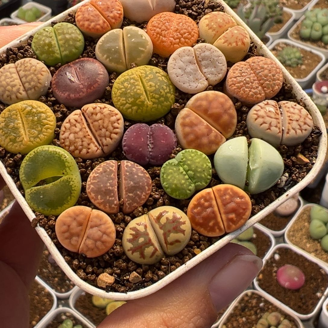 018多肉植物种类多样