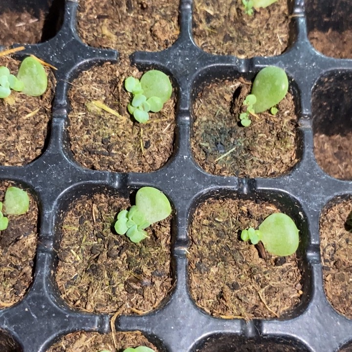 荔枝芽苗一个多肉